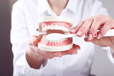 The image shows a person holding a model of a human mouth with teeth, likely for educational or promotional purposes.